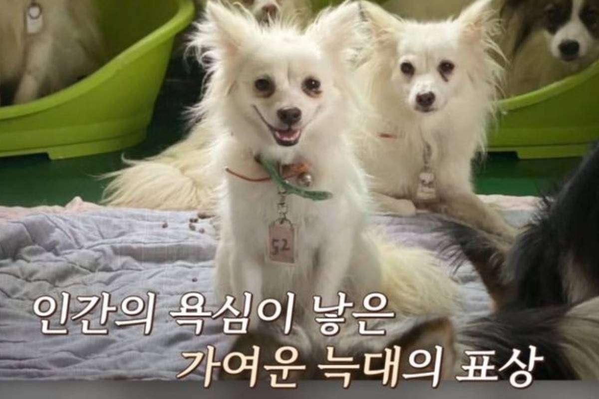 출처 : 채널A ‘개와 늑대의 시간’ 